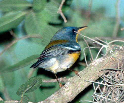 male Tropical Parula in Texas