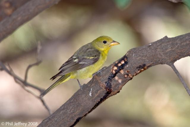 Western Tanager, Central Park