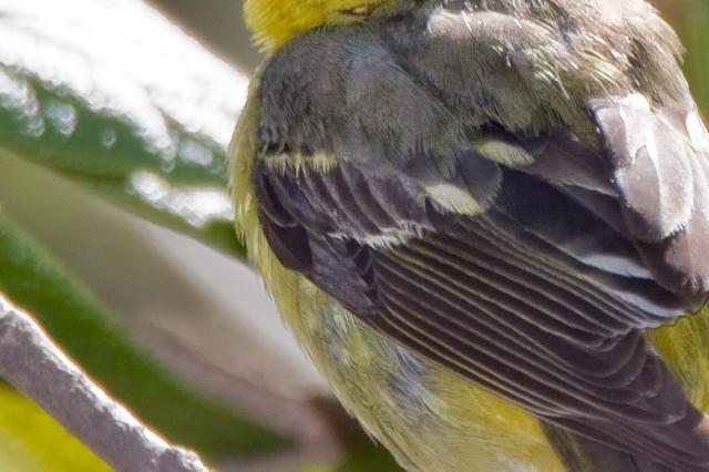 Western Tanager, Central Park