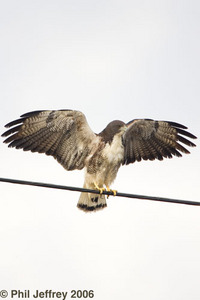 White-tailed Hawk