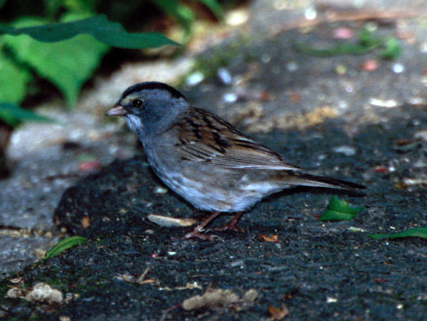 hybrid White-throated Sparrow x Dark-eyed Junco