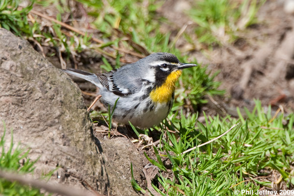 Yellow-throated Warbler