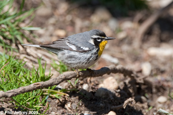 Yellow-throated Warbler