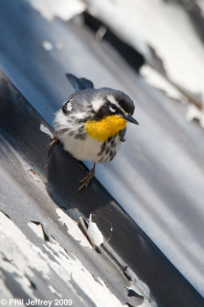 Yellow-throated Warbler