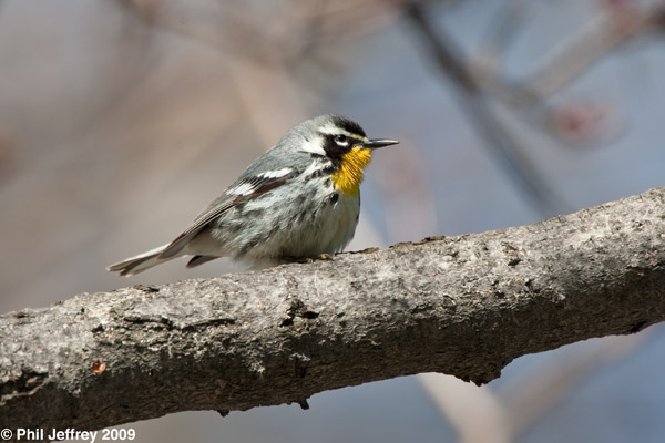 Yellow-throated Warbler