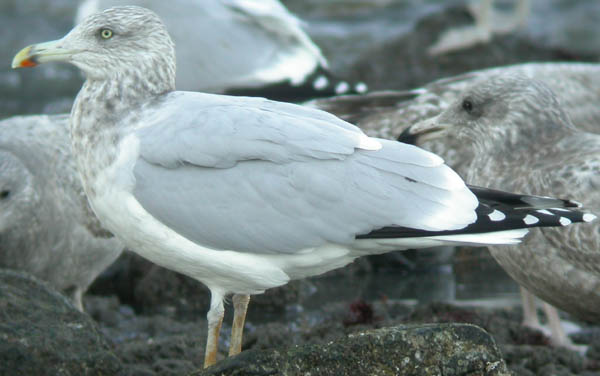 Herring Gull