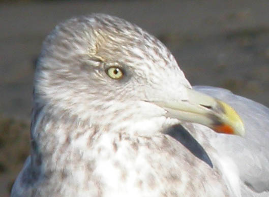Herring Gull