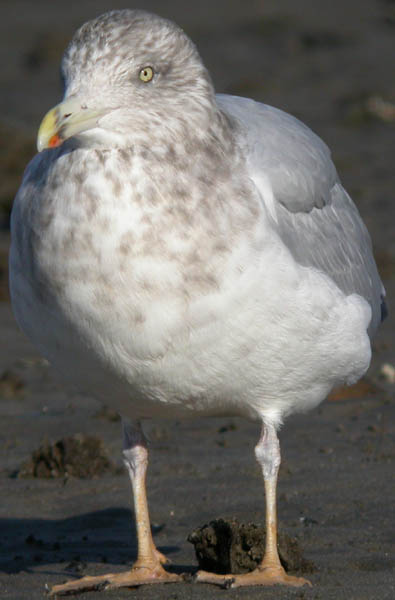Herring Gull