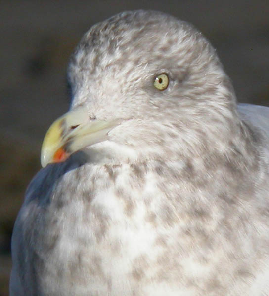 Herring Gull