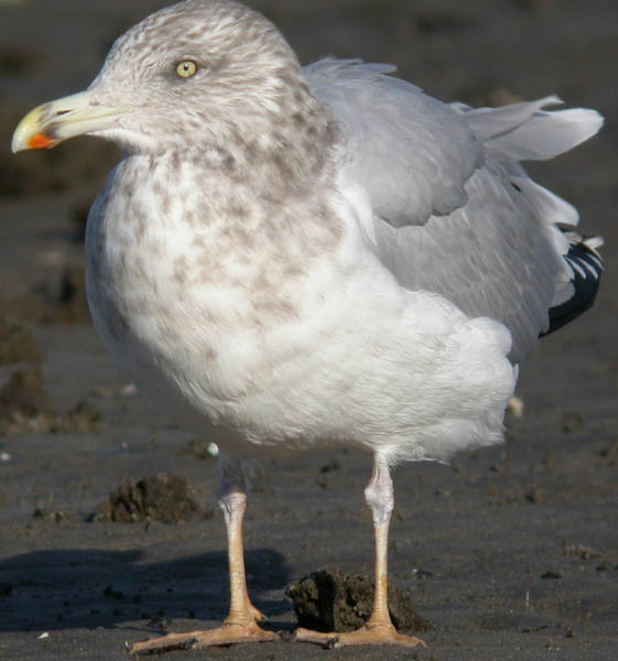 Herring Gull