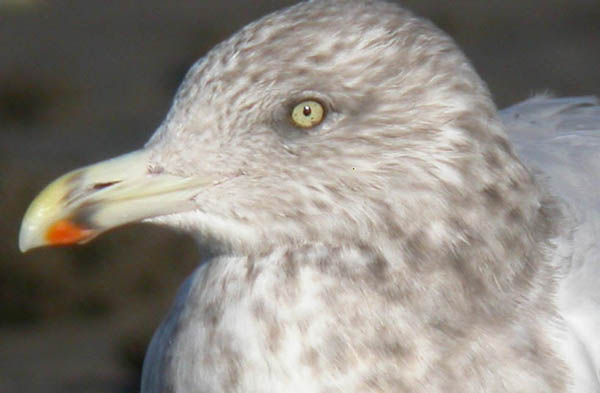 Herring Gull