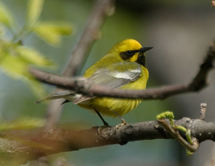 Lawrence's Warbler