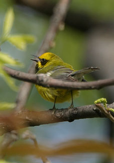 Lawrence's Warbler