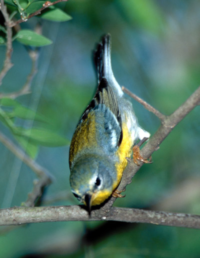 Tropical Parula